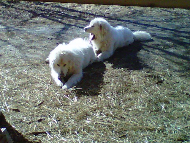 ajesselink27@gmail.com