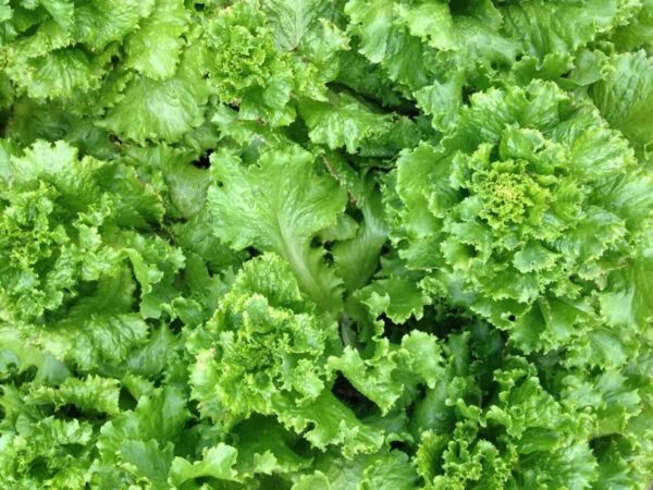 Organic Lettuce Green Leaf